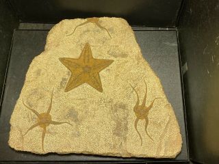Exceptional Brittlestar Fossil Starfish Ordovician & Stenaster Asteroid Starfish 2