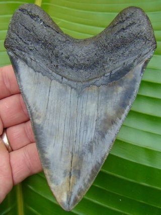 Megalodon Shark Tooth - 5 & 3/6 In.  - Real Fossil - No Restoration