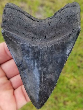 Extremely Serrated 4.  10 " Megalodon Tooth.  Absolutely No Restoration