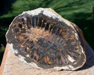 2.  5” Petrified Araucaria Elongata Pine Cone Mirror Polished Patagonia Argentina