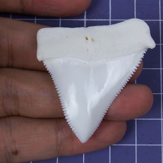 1.  937  Real Modern Upper Great White Shark Tooth Megalodon For Necklace Gt97