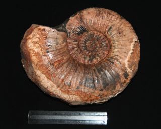 Ammonite Giant Acanthohoplites Fossil Russia