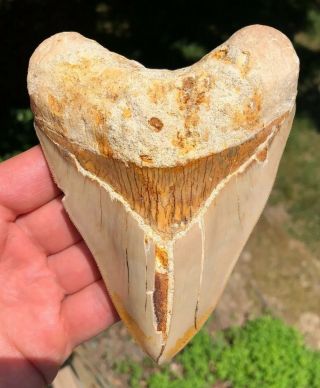 Huge 5.  6” Indonesian Megalodon Shark Tooth - Serrated,  All Natural