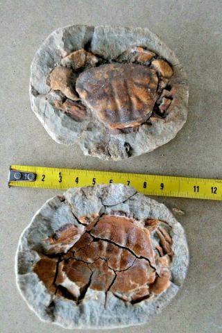 Real Nodule Crab Fossil Etisus Javanicus Quality