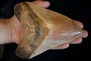 Megalodon Fossil Shark Tooth 5,  8  Huge Upper Anterior Indonesian