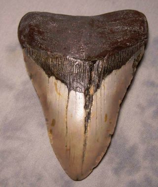 Megalodon Shark Tooth Fossil Teeth Extinct Jaw 5 1/4 " Fossil Beast