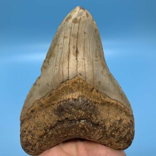 5.  37” Megalodon Shark Tooth - Massive Huge Fossil - No Restoration