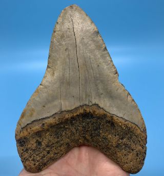 5.  37” Megalodon Shark Tooth - Massive Huge Fossil - No Restoration 2