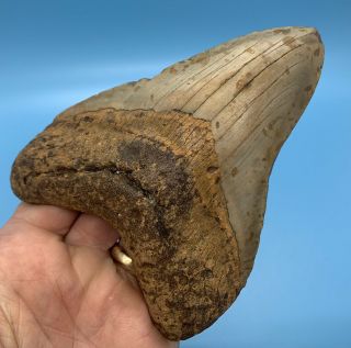 5.  37” Megalodon Shark Tooth - Massive Huge Fossil - No Restoration 3