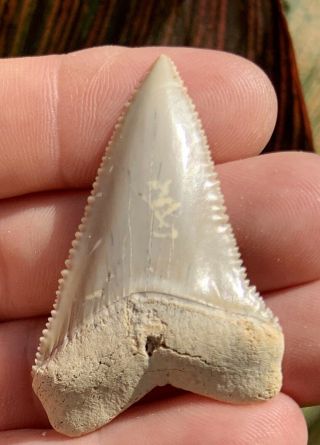 2 5/16” Chilean Great White Shark Tooth Fossil No Repair Or Restoration