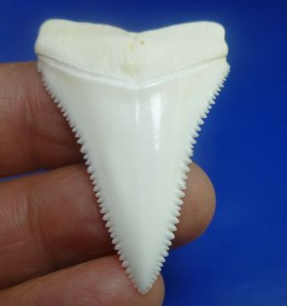 Real Modern Great White Shark Tooth Teeth 1.  73 Inch 040424