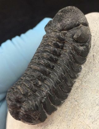 Detailed Phacops Africanus Trilobite Fossil From Morocco - Eyes,  (s6)