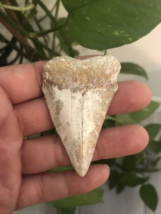 Monster Baja Fossil Great White Shark Tooth
