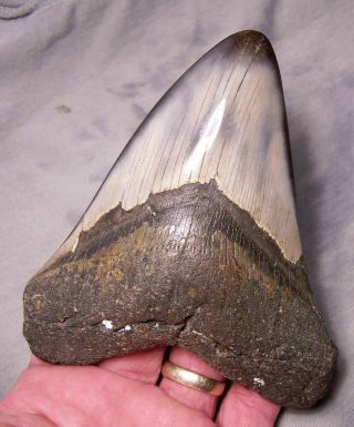 Megalodon Shark Tooth Shark Teeth Fossil 5 1/16 " Jaw Diamond Polished Awesome