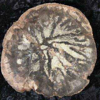 Rare Polished Petrified Wood Palm Nephi,  Utah Oligocene 8.  75”x8.  25
