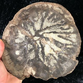 Rare Polished Petrified Wood Palm Nephi,  Utah Oligocene 8.  75”x8.  25 2