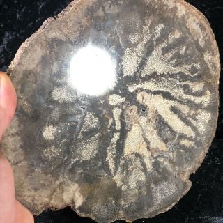 Rare Polished Petrified Wood Palm Nephi,  Utah Oligocene 8.  75”x8.  25 3