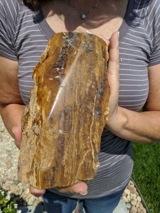 Large Petrified Wood Log 6.  38 Lbs No Stand Needed,  Druzy Crystals,  Polished