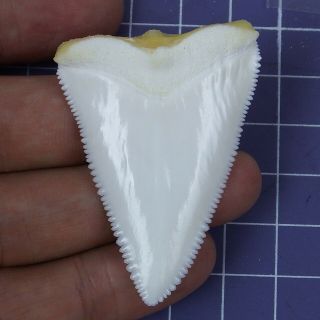 2.  161  Modern Principle Great White Shark Tooth Megalodon Sharks Movie Fan Rt18