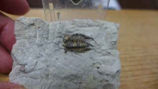 Geological Enterprises Devonian Fossil Trilobite Kettneraspis Oklahoma A