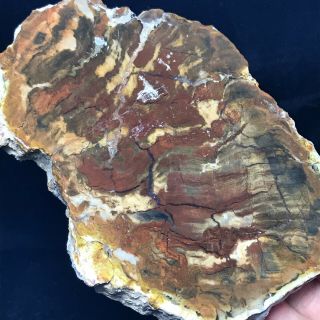 830g Natural Petrified Wood Crystal Polished Slice Madagascar A31230