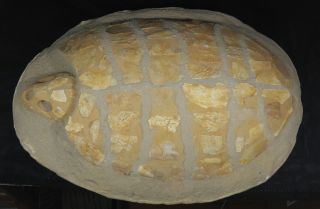 Complete Fossil Turtle From Morocco.  20 Inches Long,  In Matrix.