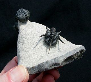 Extinctions - Killer Display Cyphaspis/phacops Trilobite Fossil Double - Us Prep