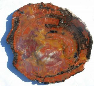 Large,  Polished,  Multi - Colored Arizona Petrified Wood Round