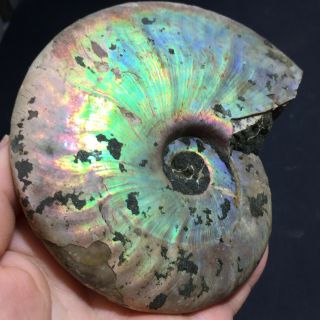 Rainbow Iridescent Ammonite Shell Specimen Madagascar 442g A2