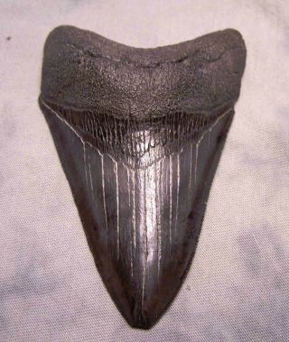 Megalodon Shark Tooth Big 3 5/8 " Fossil Jaw Teeth Real No Restorations Wow