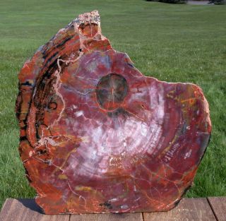 Sis: Giant 15 " Galactic Arizona Petrified Wood Display Piece - Natural Sculpture
