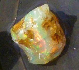 53.  5 Carats Virgin Valley Precious Opal Petrified Wood Nevada 23mm