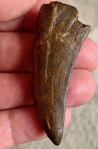 Museum Albertosaurus Dinosaur Fossil Tooth Fossils 2.  3 Inch With Certs