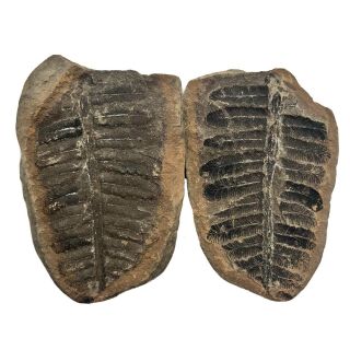 Ancient Fern Fossil Pair - Authentic Prehistoric Artifact - 300 Million Bc - D