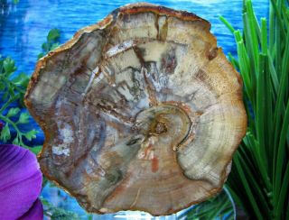 Petrified Wood Complete Round Slab W/bark Rare Purple & Green W/beautiful Rings