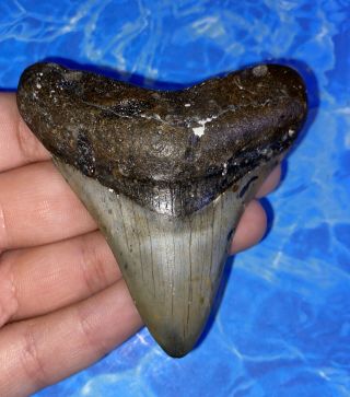 Megalodon Shark Tooth 3.  09” Huge Teeth Big Fossil Meg Scuba Diver Direct 1345