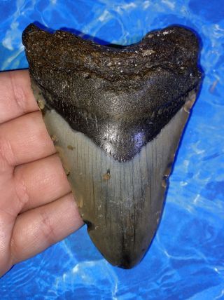 Megalodon Shark Tooth 4.  39” Huge Teeth Big Fossil Meg Scuba Diver Direct 1344