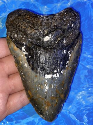 Megalodon Shark Tooth 4.  90” Huge Teeth Big Fossil Meg Scuba Diver Direct 1334