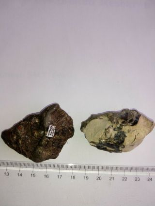 Two fossil fish skulls and fish jaw Isle of Sheppey eocene 2