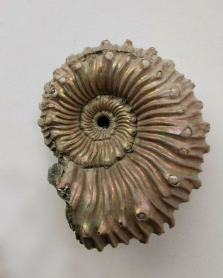 Fossil Jurassic Big Rare Ammonite Kosmoceras From Russia