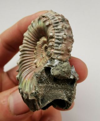 Fossil Jurassic big rare ammonite Kosmoceras from Russia 2