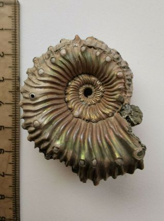 Fossil Jurassic big rare ammonite Kosmoceras from Russia 3
