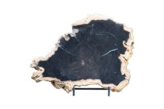 Petrified Wood Slab From Indonesia Both Sides Polished 1.  45 Lb