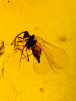 Neuroptera Coniopterygidae Fly Burmite Myanmar Amber Insect Fossil Dinosaur Age