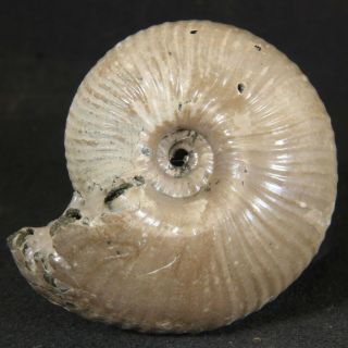 4.  5cm/1.  8in Nacre Pyrite Ammonite Funiferites Jurassic Callovian Russian Fossil