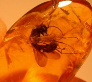 Ponerine Winged Male Ant In Authentic Dominican Amber Fossil Gemstone