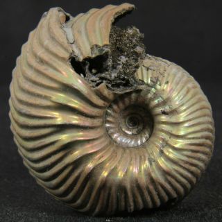3.  1cm/1.  2in Nacre Pyritized Ammonite Goliathiceras Jurassic Oxfordian Russian