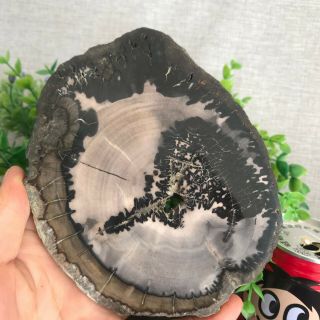 370g Top Natural Petrified Wood Crystal Polished Slice Madagascar 52