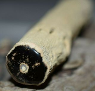 Polished Petrified Wood Limb Cast Specimen Knot & Preserved Bug Damage,  Wyoming