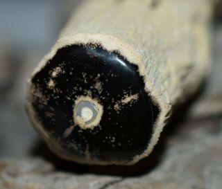 Polished Petrified Wood Limb Cast Specimen Knot & Preserved Bug Damage,  Wyoming 3